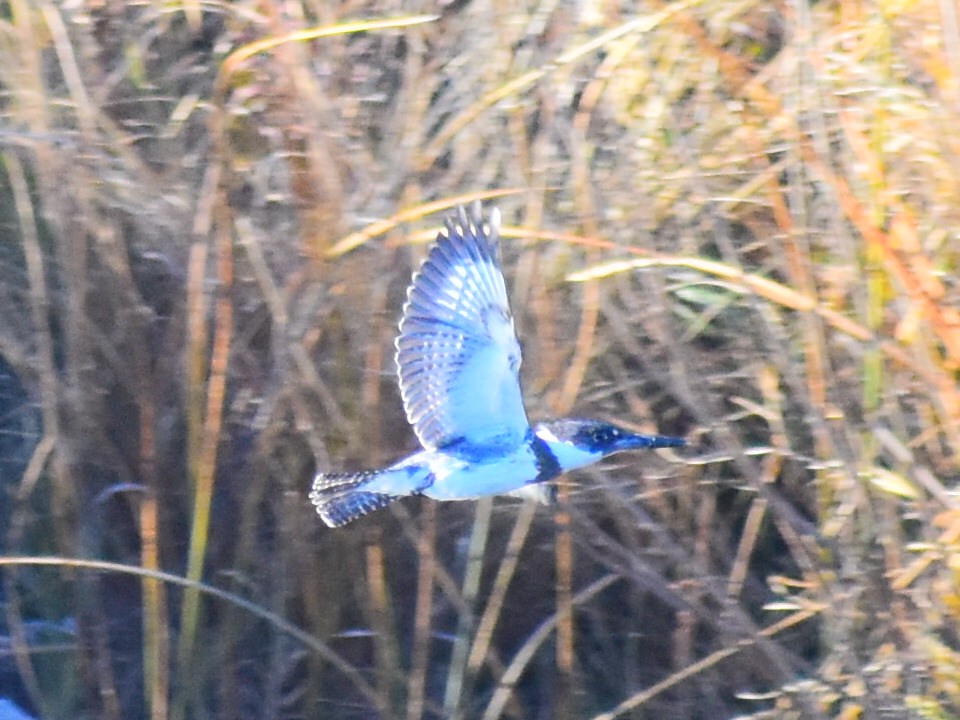 Martin-pêcheur d'Amérique - ML644561061