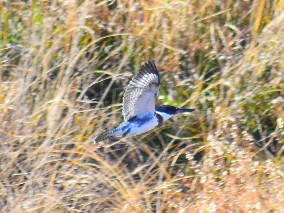 Martin-pêcheur d'Amérique - ML644561062
