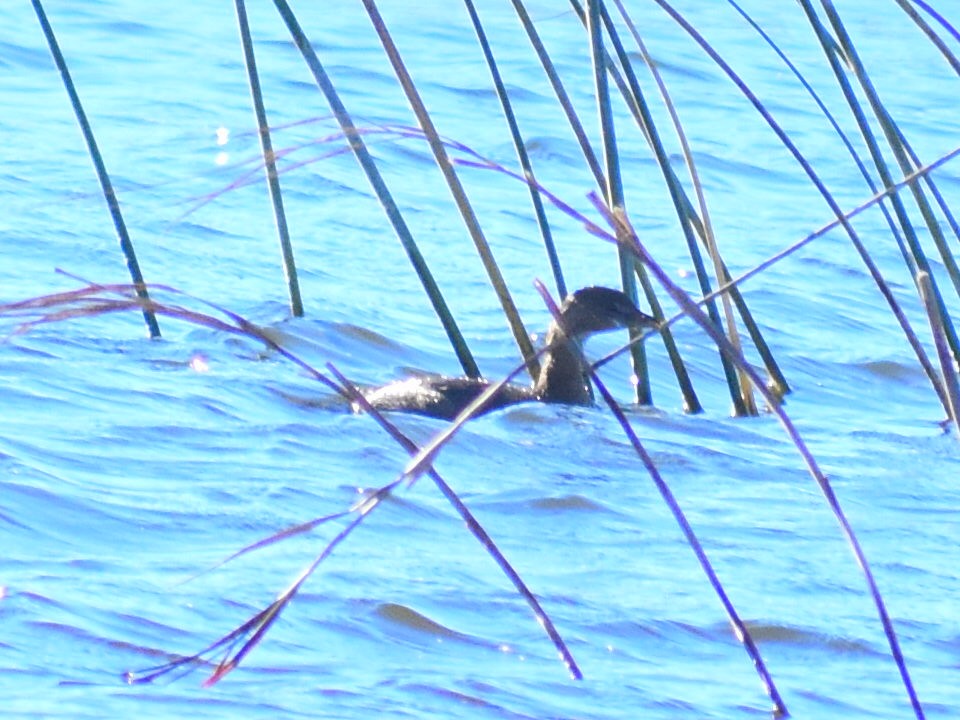 Grèbe à bec bigarré - ML644561067