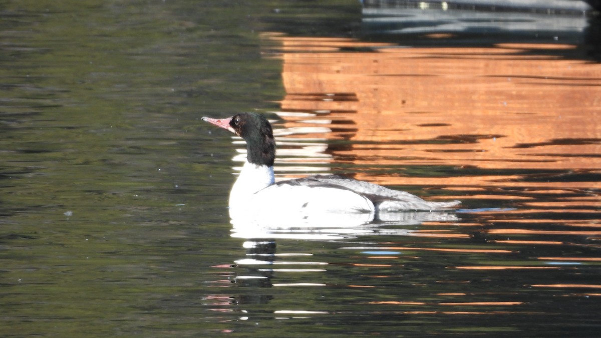 カワアイサ - ML644561072