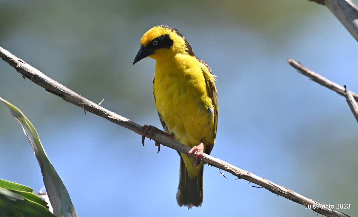 Ткачик золотолобий - ML644561076