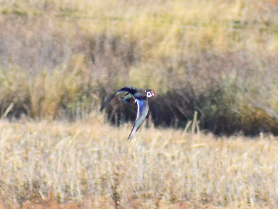 kachnička karolínská - ML644561078