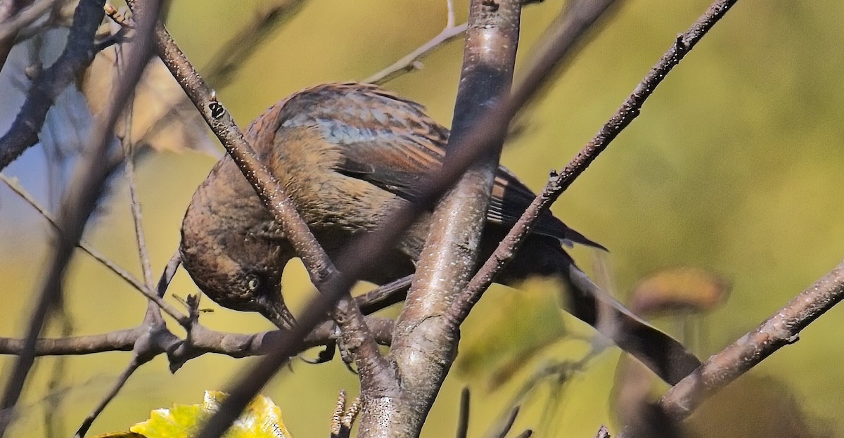 Quiscale rouilleux - ML644561079
