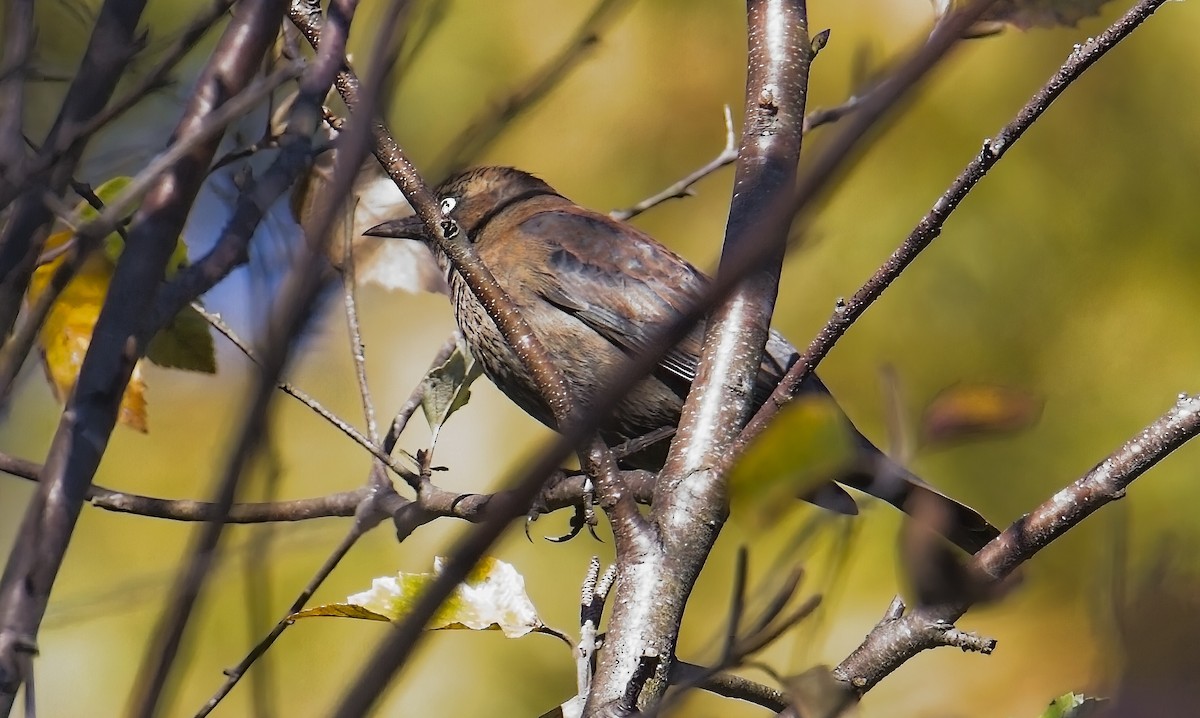 Quiscale rouilleux - ML644561080