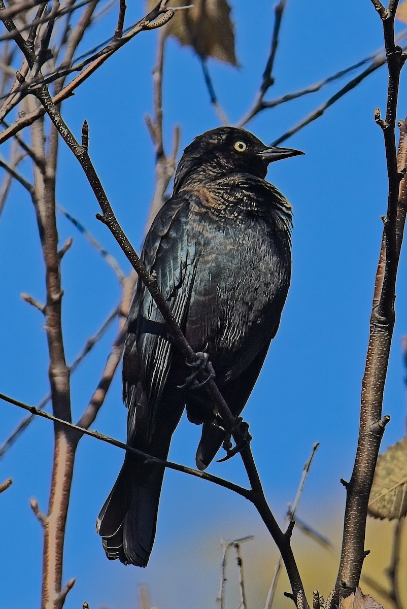 Quiscale rouilleux - ML644561081