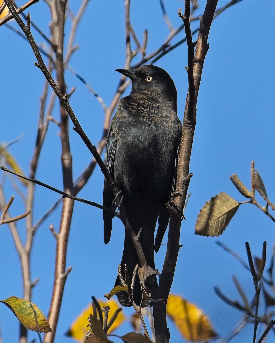 Quiscale rouilleux - ML644561082