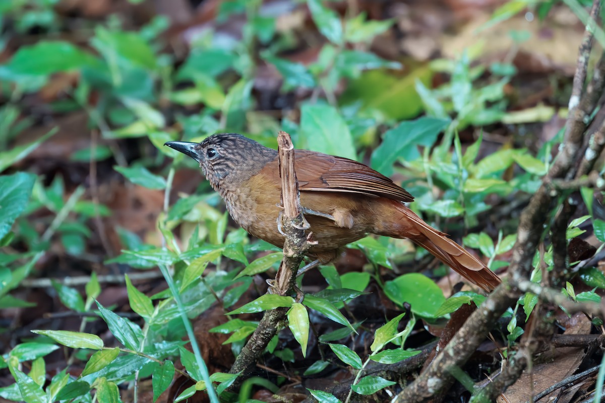 Anabate à tête striée - ML644561093