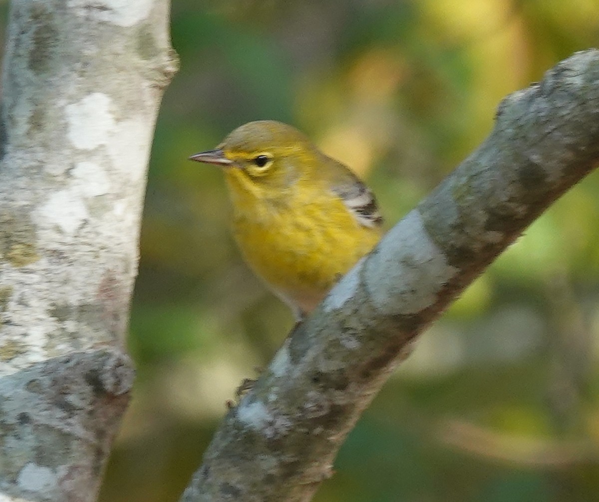 Pine Warbler - ML644561094