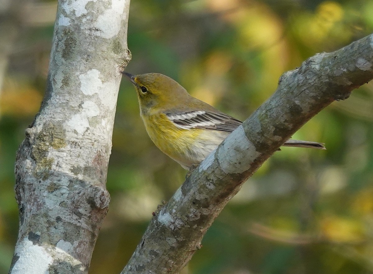 Pine Warbler - ML644561095