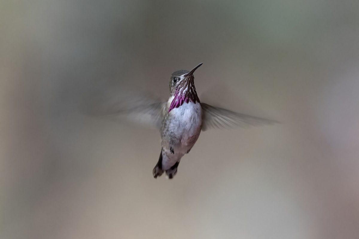 Calliope Hummingbird - ML644561096