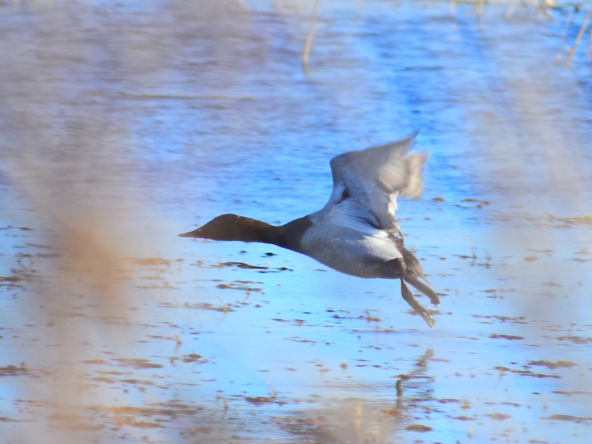 Fuligule à dos blanc - ML644561098