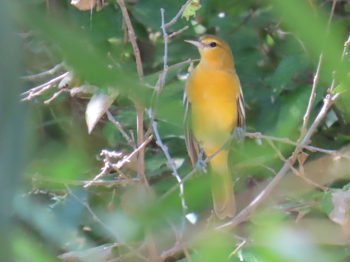 Baltimore Oriole - ML644561105