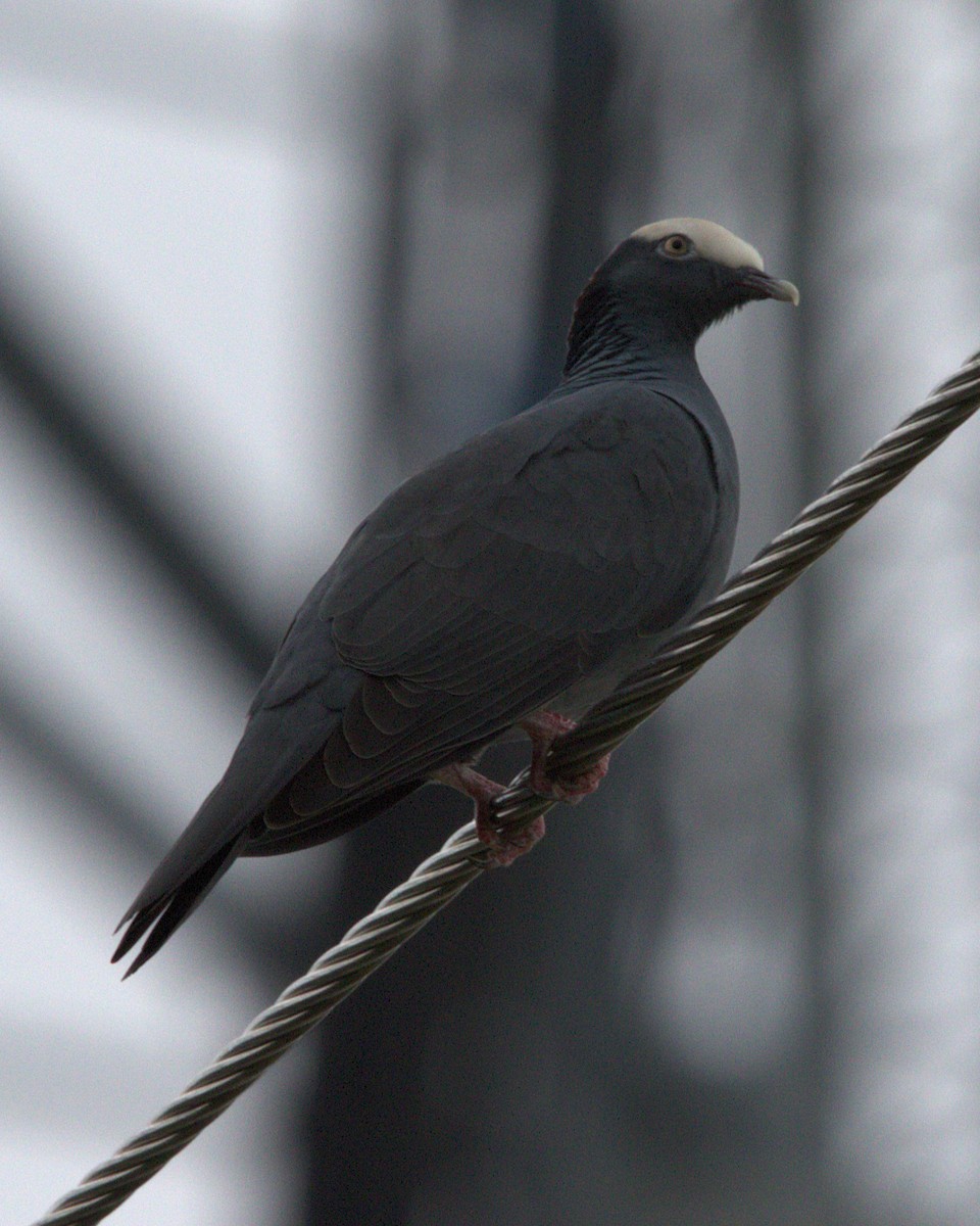 White-crowned Pigeon - ML644561106