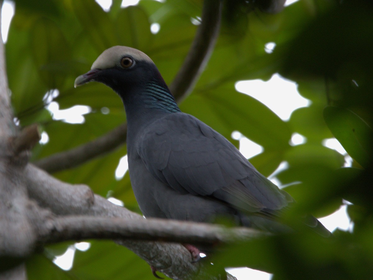 White-crowned Pigeon - ML644561107