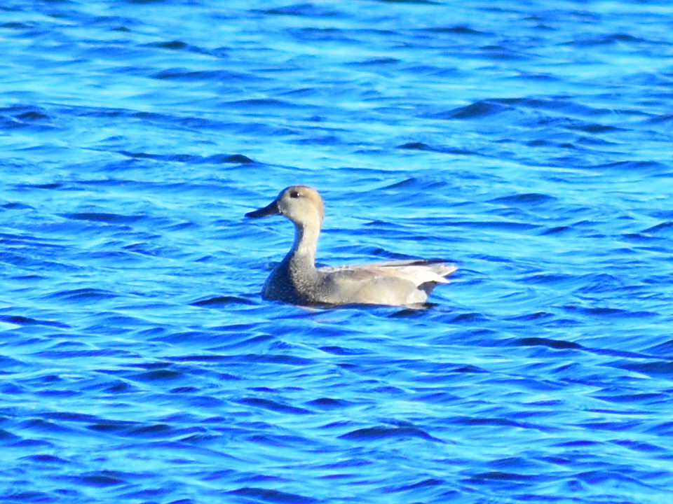 Canard chipeau - ML644561109