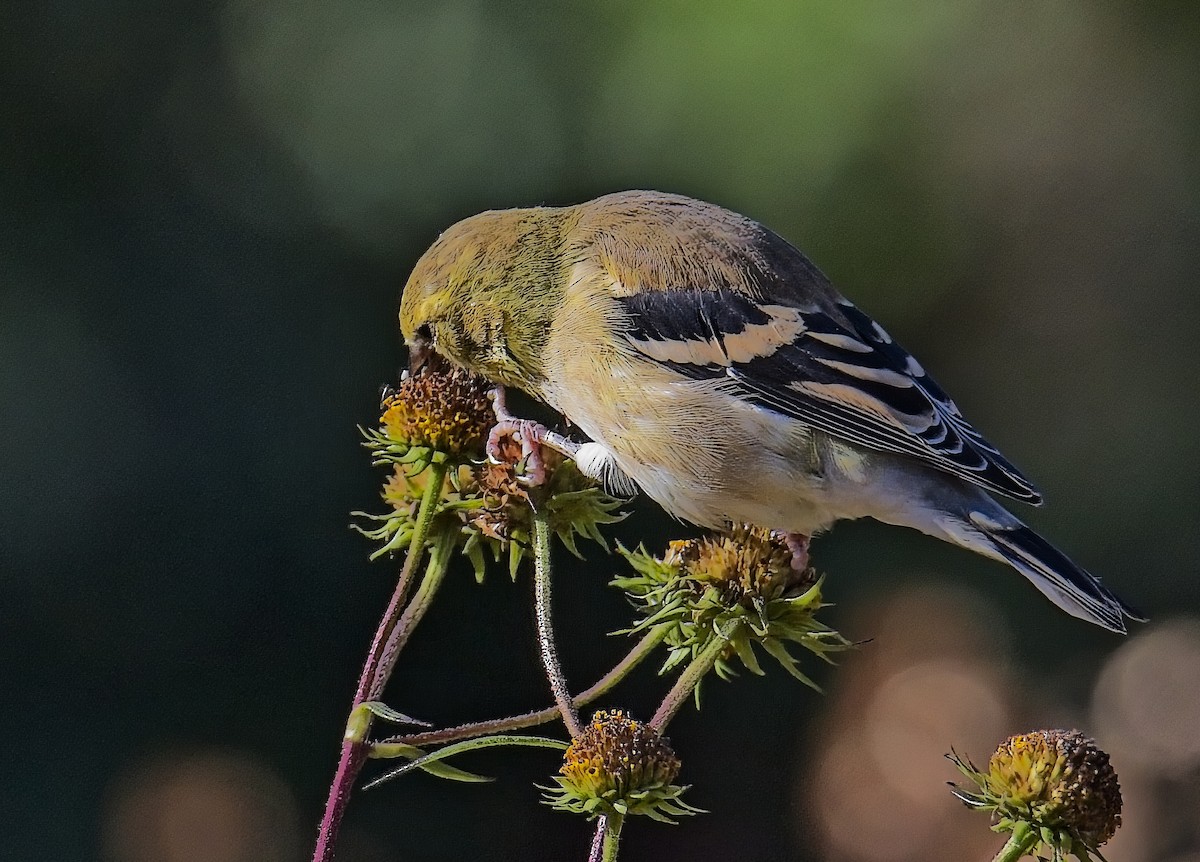 Chardonneret jaune - ML644561114
