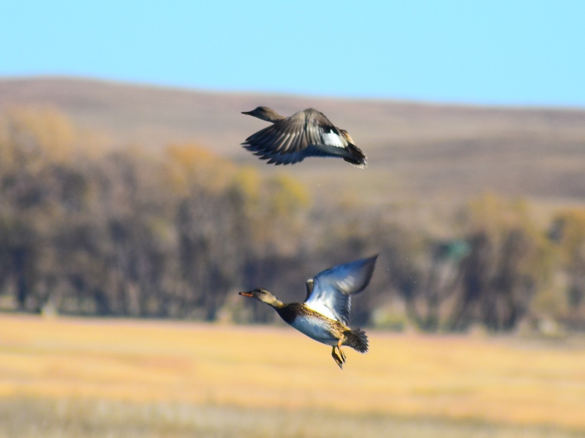 Canard chipeau - ML644561120