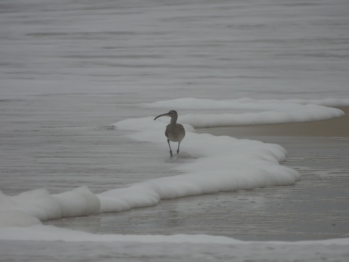 Eurasian Curlew - ML644561123