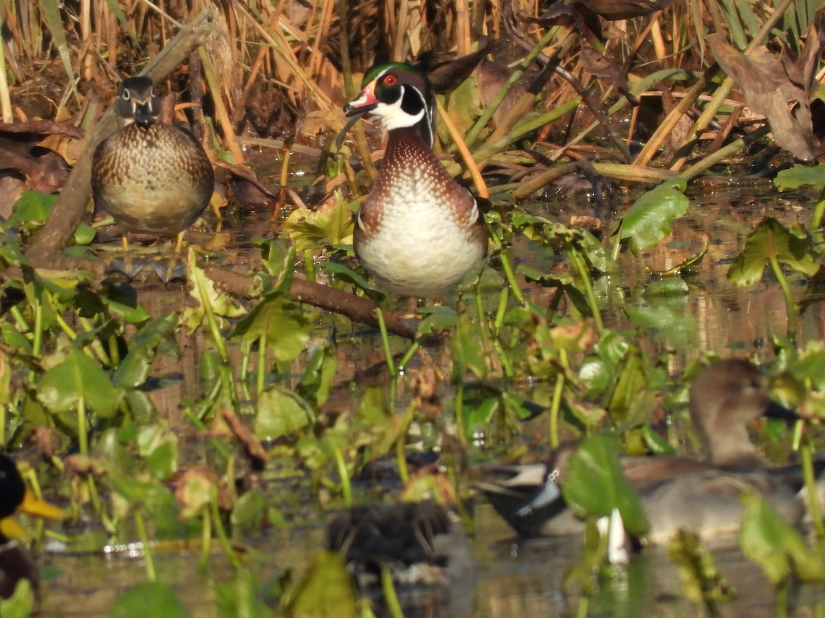 kachnička karolínská - ML644561129