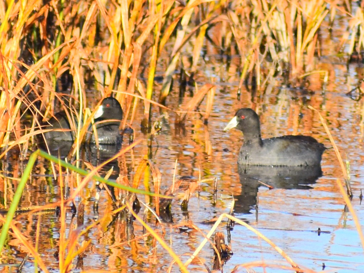 Foulque d'Amérique (forme à cachet rouge) - ML644561130