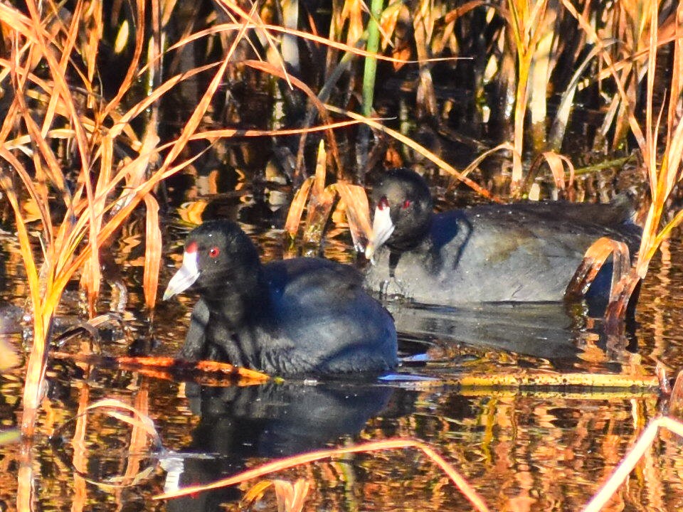 Foulque d'Amérique (forme à cachet rouge) - ML644561131