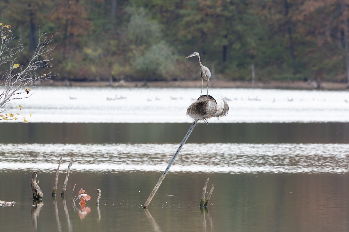 Great Blue Heron - ML644561145
