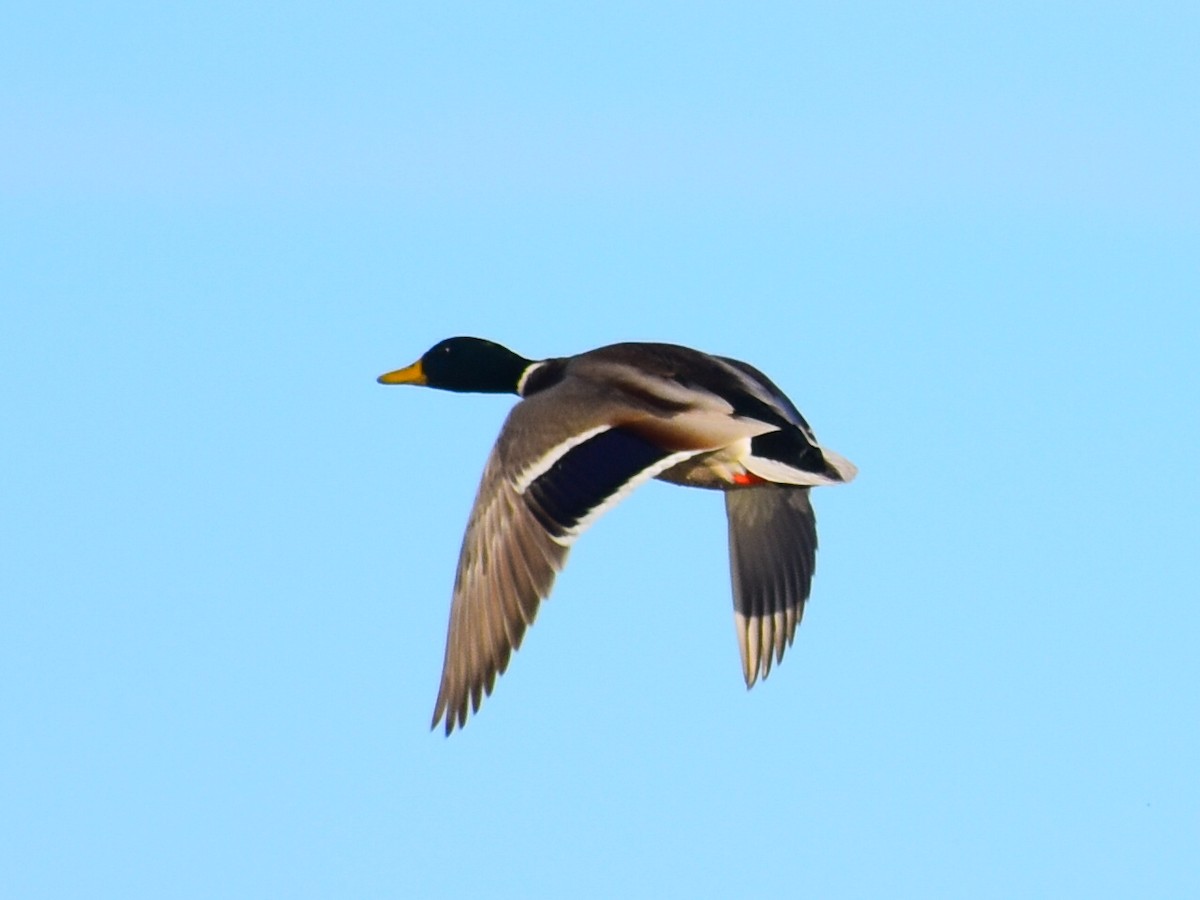 Canard colvert - ML644561147