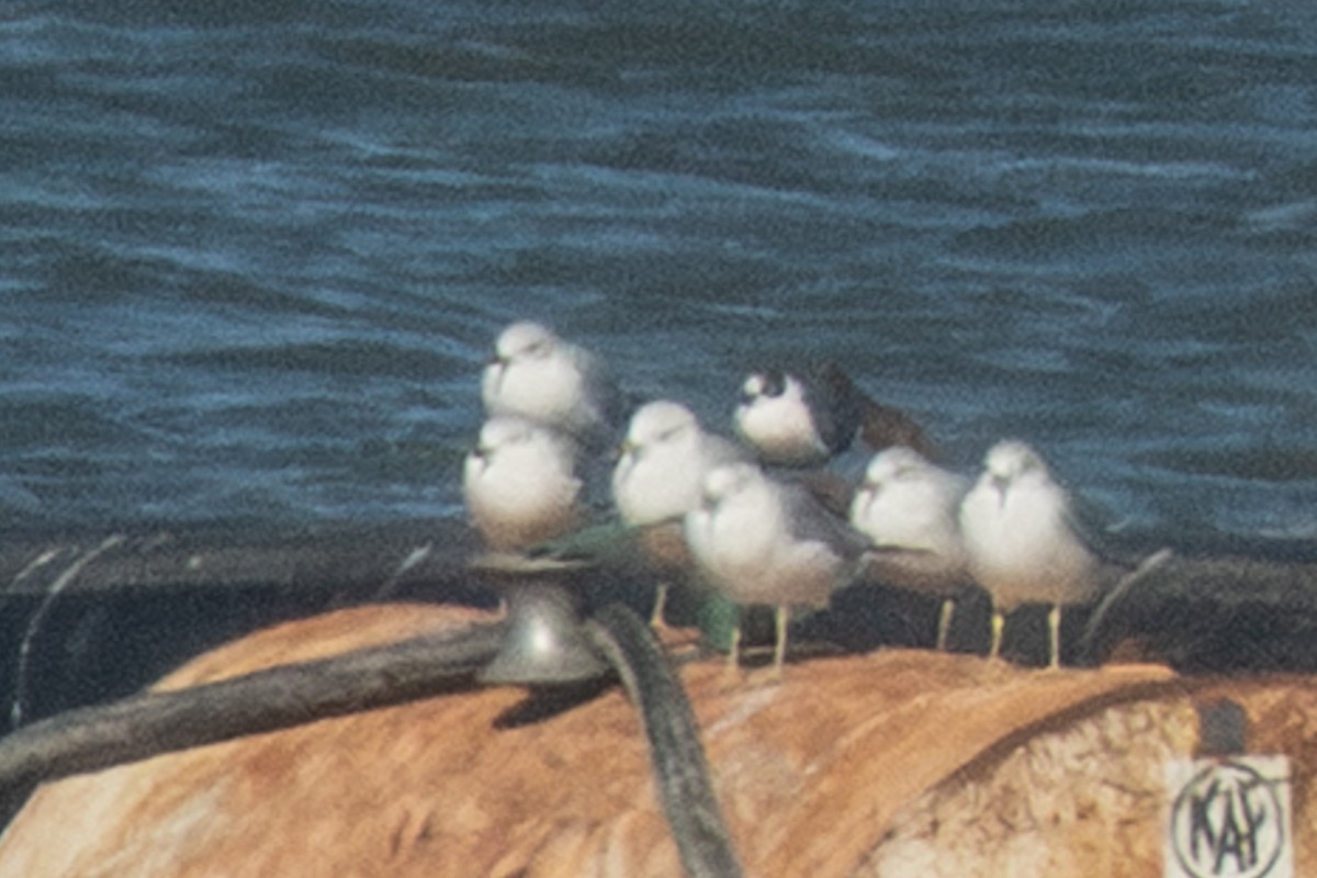 Mouette de Franklin - ML644561165