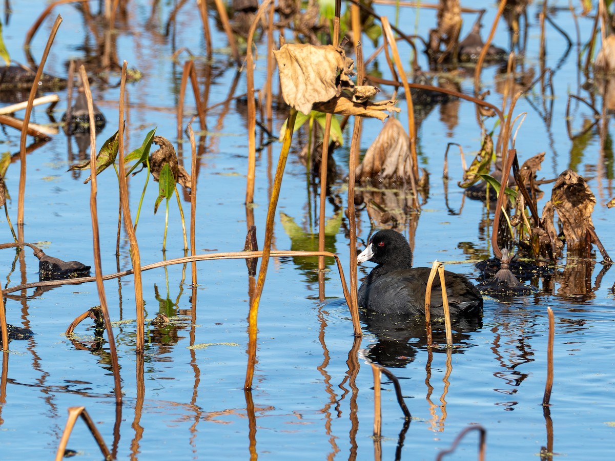 אגמית אמריקנית - ML644561170