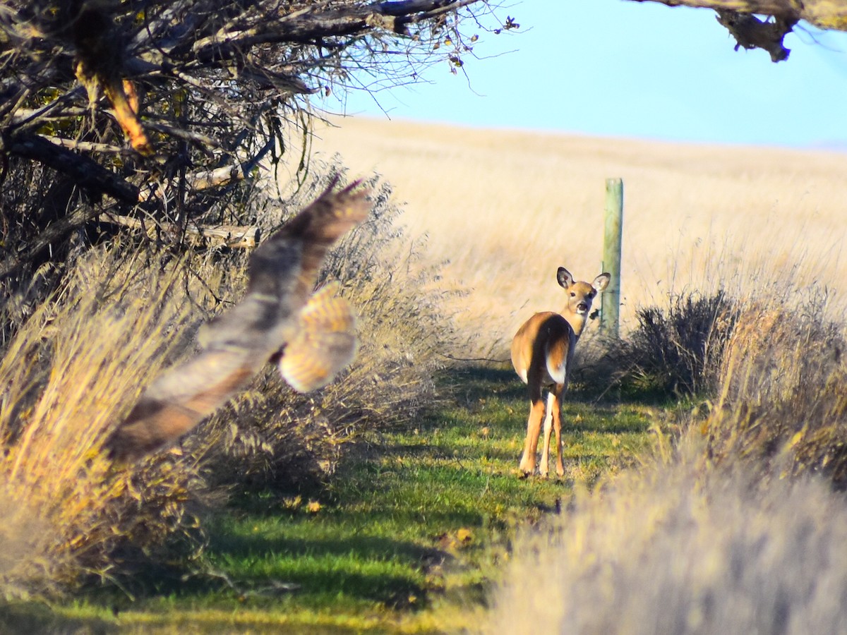 Grand-duc d'Amérique - ML644561173