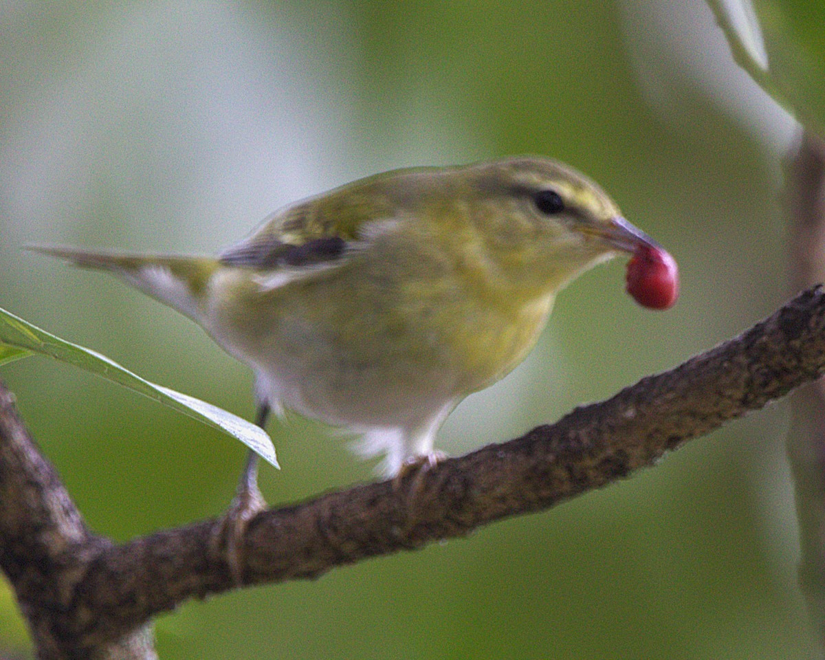 Tennessee Warbler - ML644561186