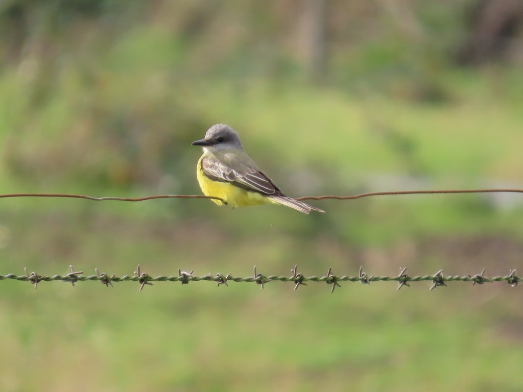Tyran mélancolique - ML644561187