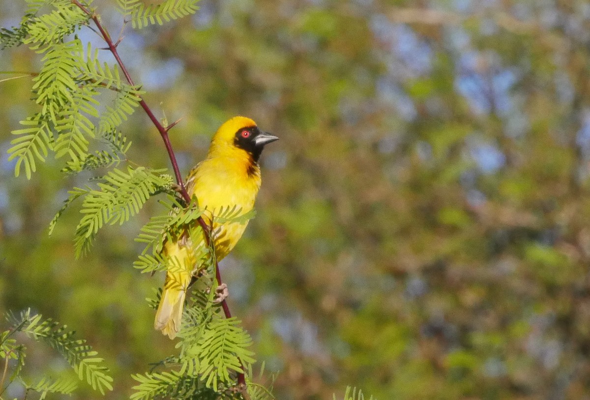 Southern Masked-Weaver - ML644561190