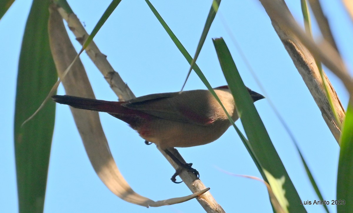 Астрильд червонокрилий - ML644561191