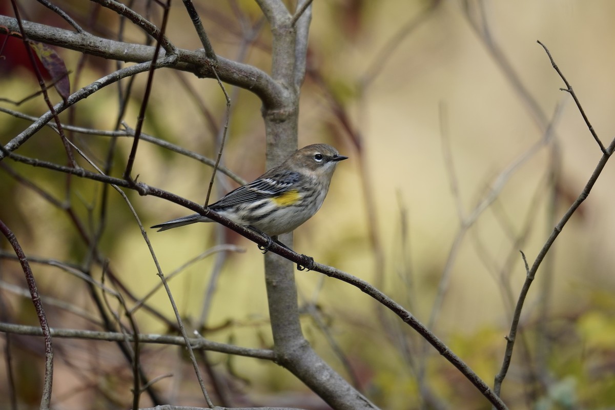 Yellow-rumped Warbler (Myrtle) - ML644561192