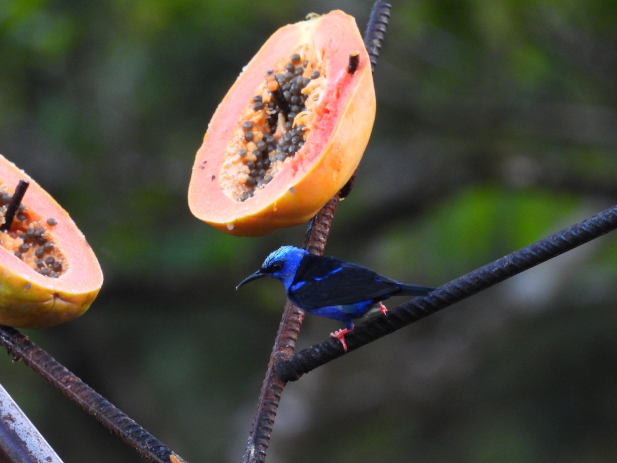 Танагра-медоїд бірюзова - ML644561193