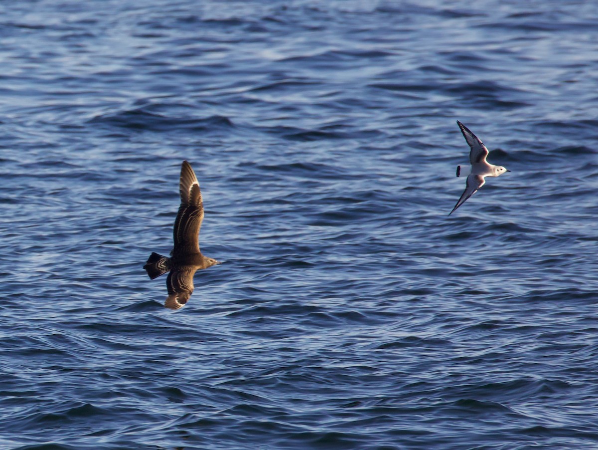 Marikaka isatslaburra - ML644561195