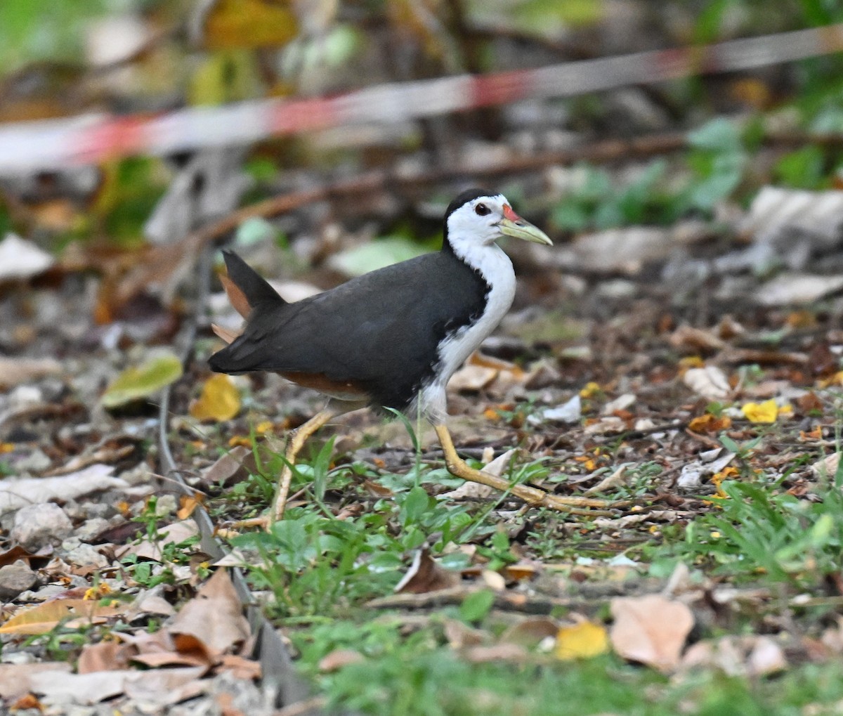 White-breasted Waterhen - ML644561196