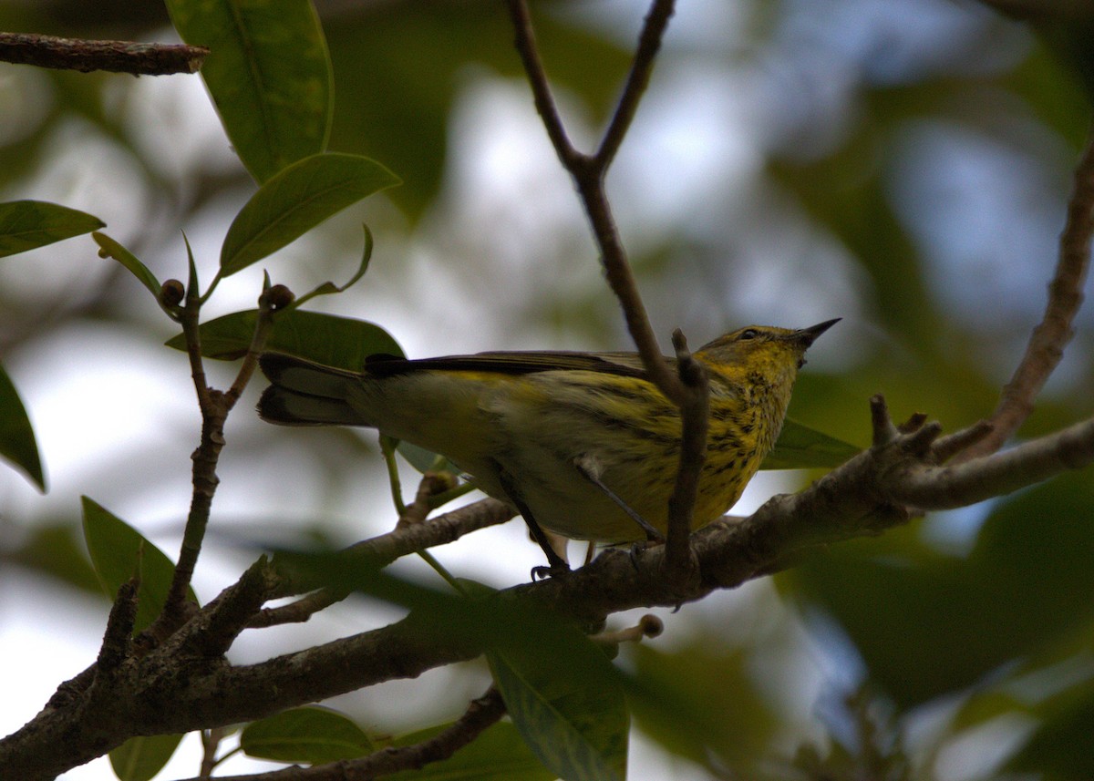 Cape May Warbler - ML644561197