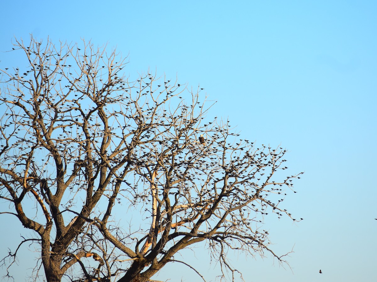 Red-winged Blackbird - ML644561198