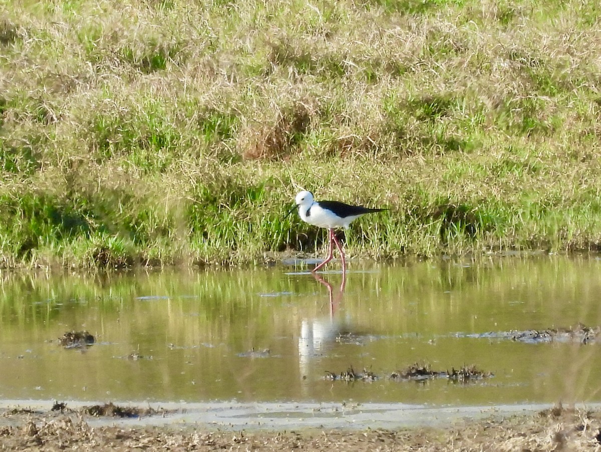 Ak Başlı Uzunbacak - ML644561199