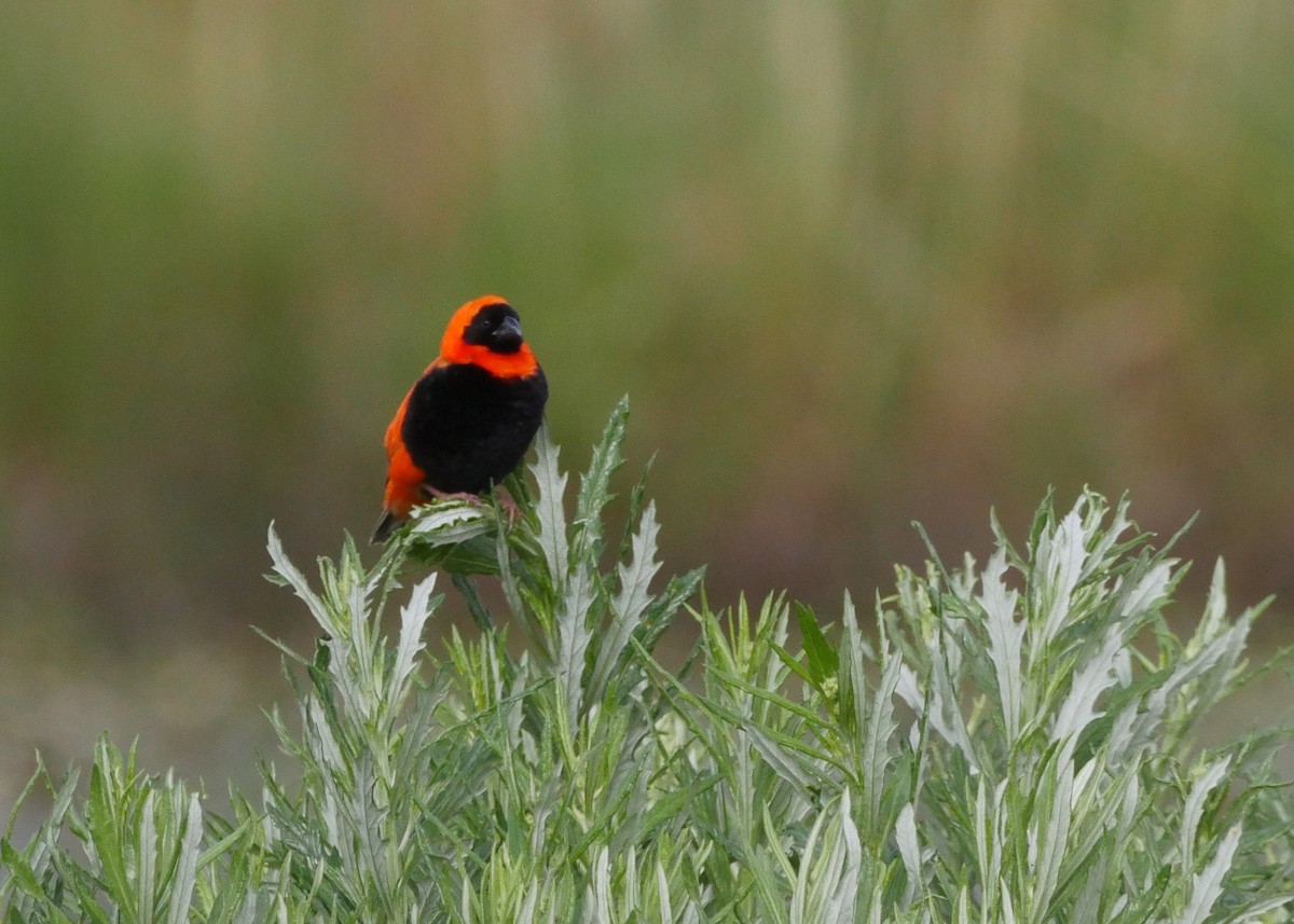 Southern Red Bishop - ML644561200