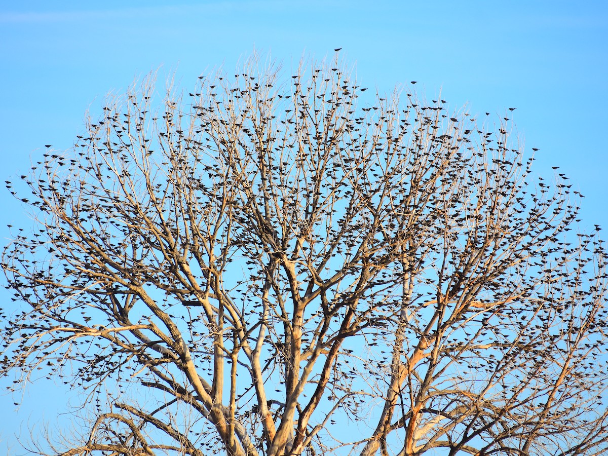 Red-winged Blackbird - ML644561201