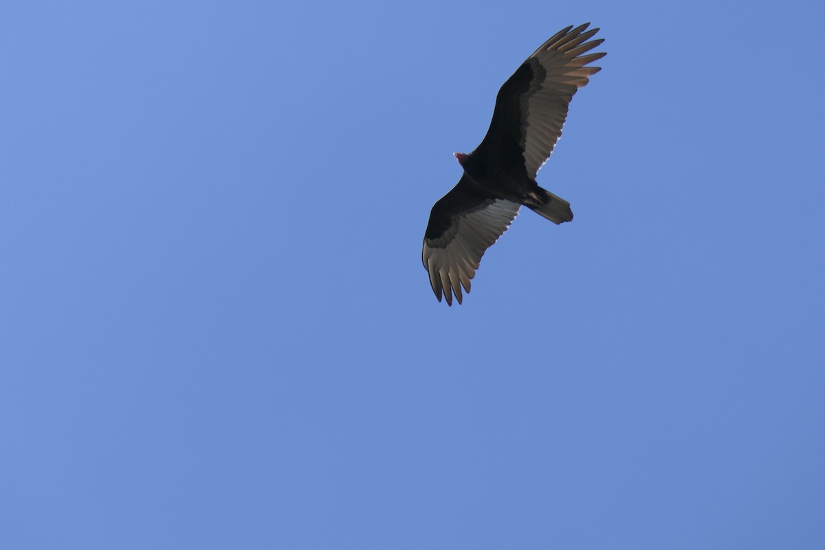 Zopilote indioilarra - ML644561202