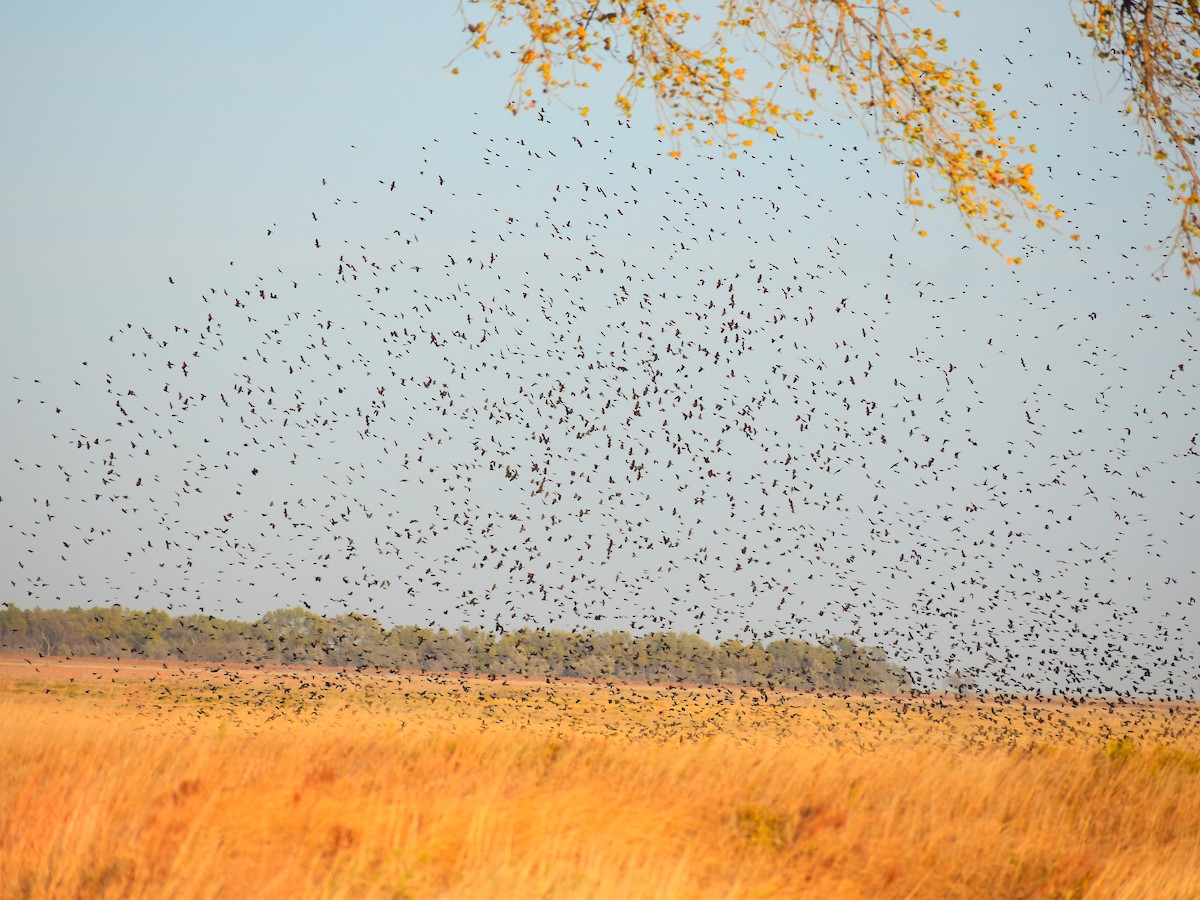 Red-winged Blackbird - ML644561206