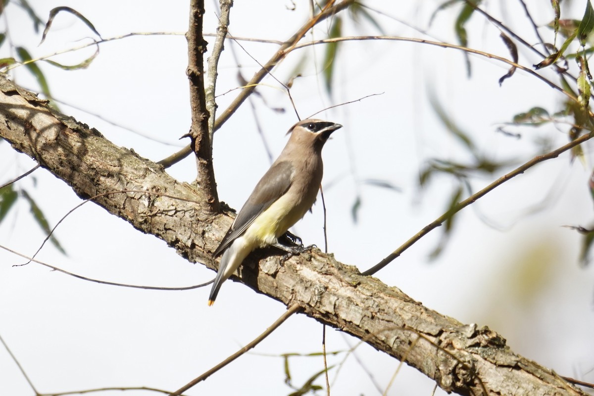 Buztanori amerikarra - ML644561208