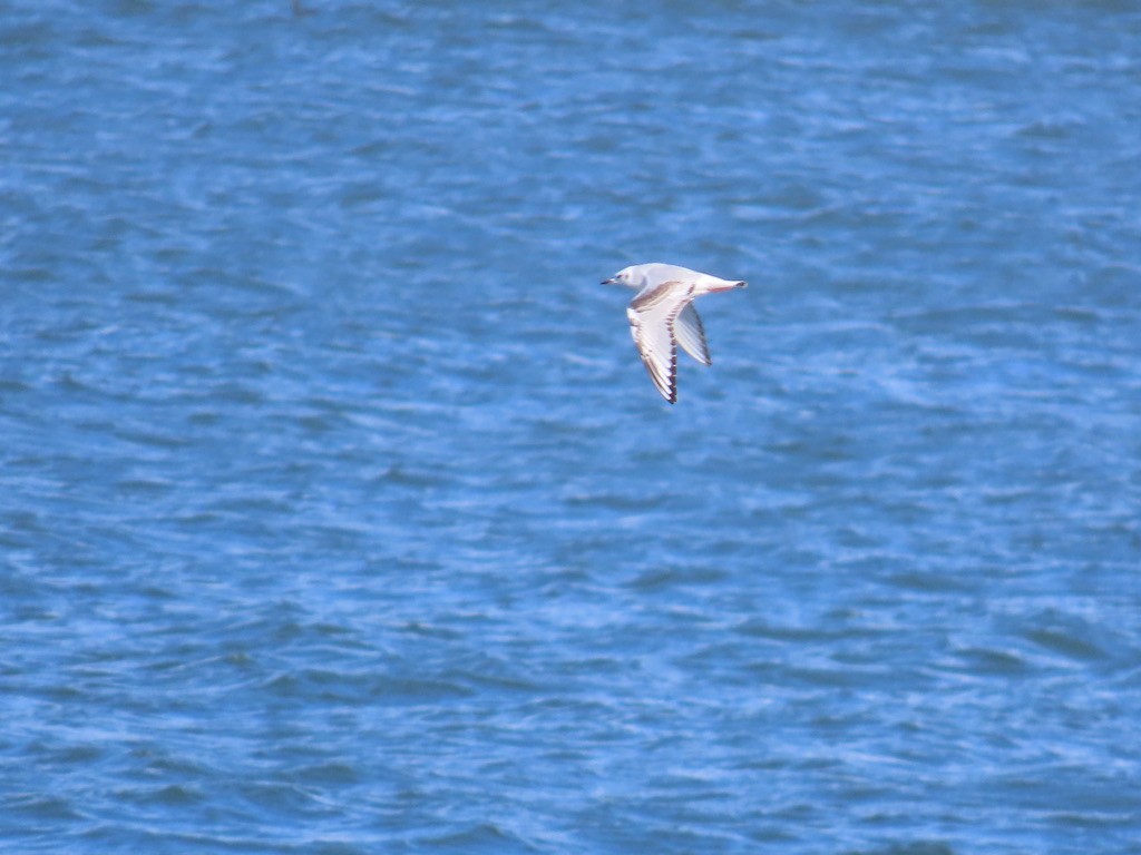 Bonaparte antxeta - ML644561209