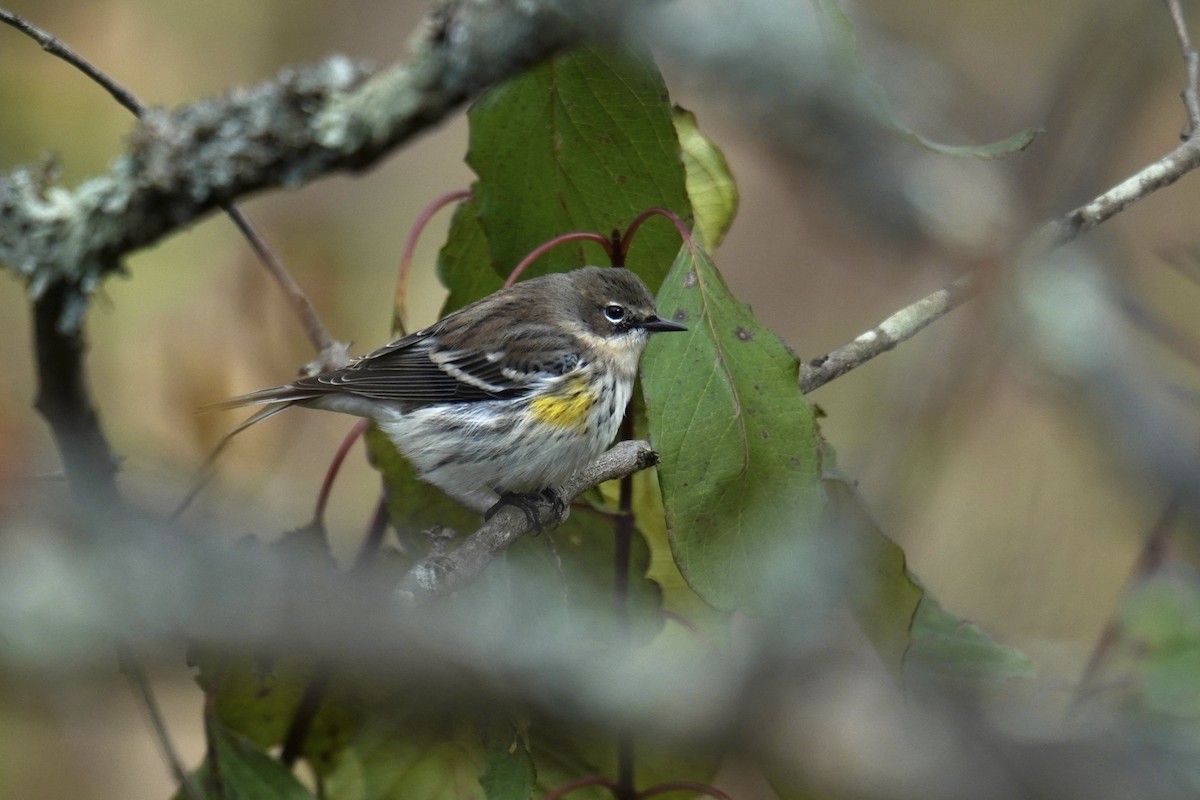 Yellow-rumped Warbler (Myrtle) - ML644561216