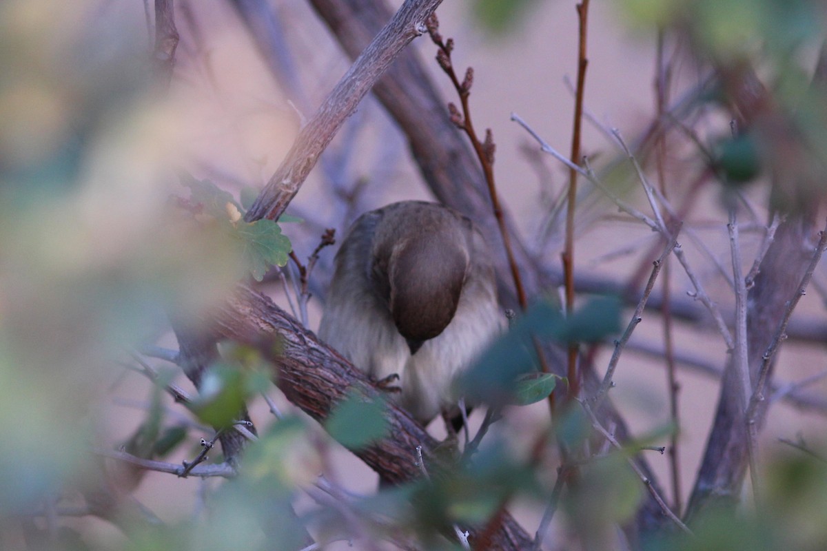 Etxe-txolarrea - ML644561217