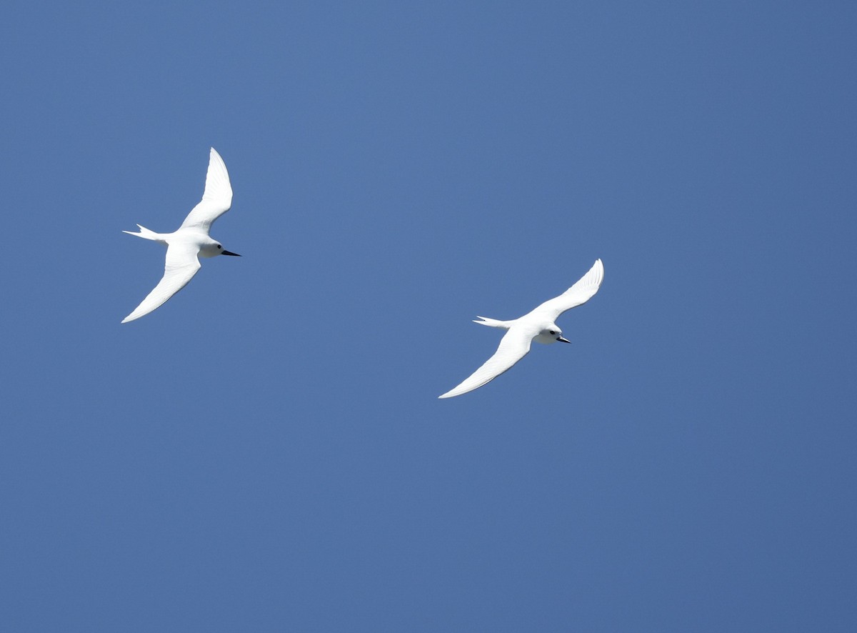 Blue-billed White-Tern - ML644561220